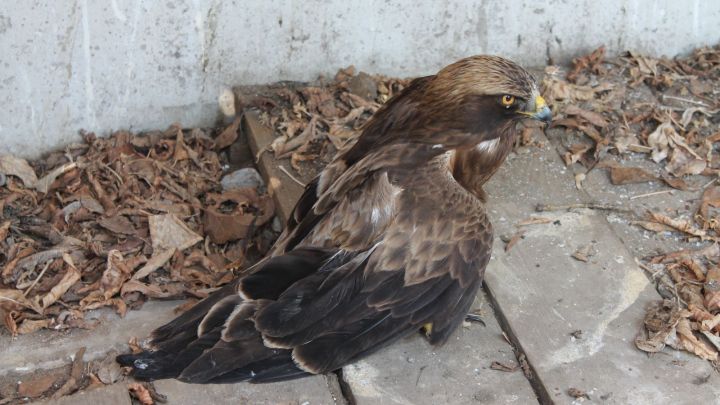 В Спасском районе спасли краснокнижного орла-карлика