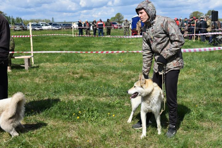 В Болгаре прошла выставка охотничьих собак