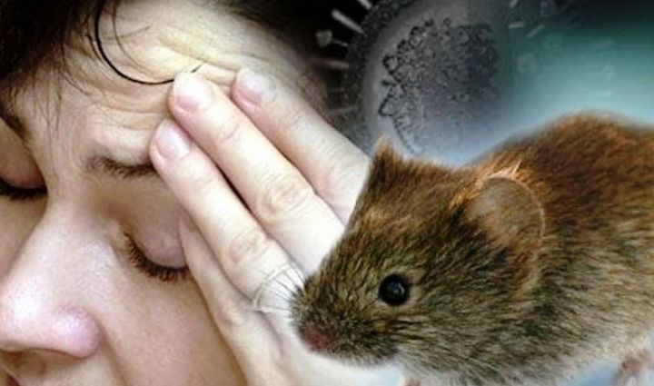Заболеваемость мышиной лихорадкой в Татарстане выросла в четыре раза