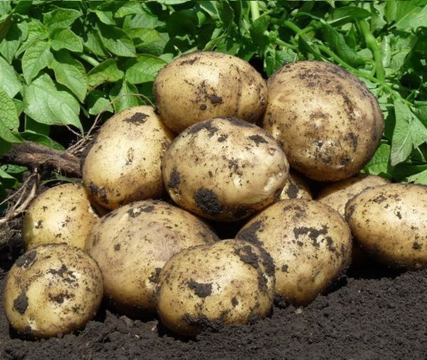 В Татарстане резко выросли цены на картофель