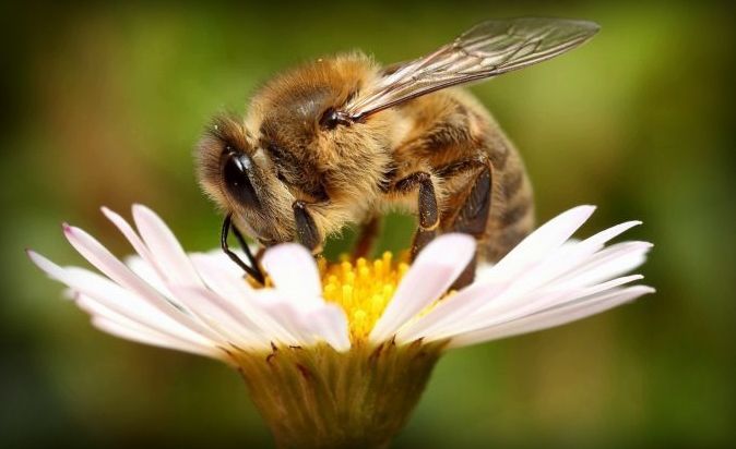 В Спасском районе отмечена массовая гибель пчёл