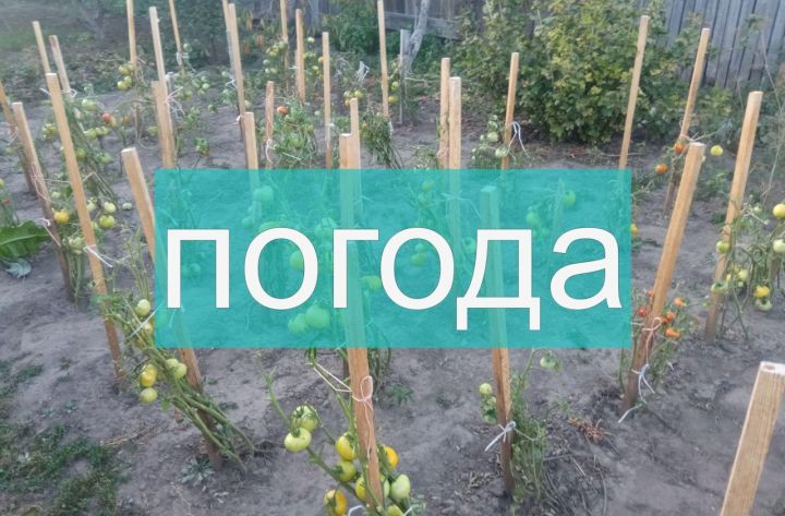 Погода на субботу 2 сентября