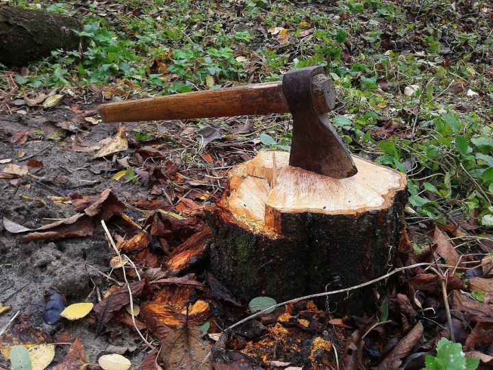 В Татарстане двое мужчин занимались незаконной вырубкой леса