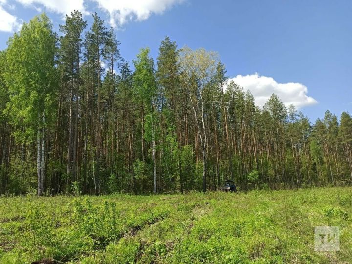 В Татарстане высадят миллион саженцев деревьев