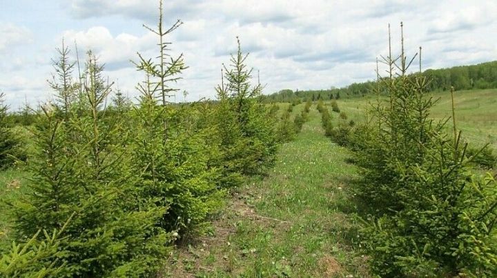 В Татарстане завершены работы по восстановлению леса на текущий год