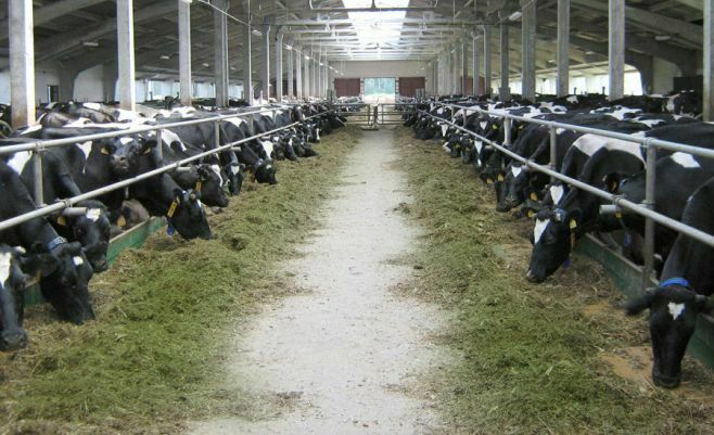 Новые правила относительно побочных продуктов животноводства в Татарстане с 2023 года
