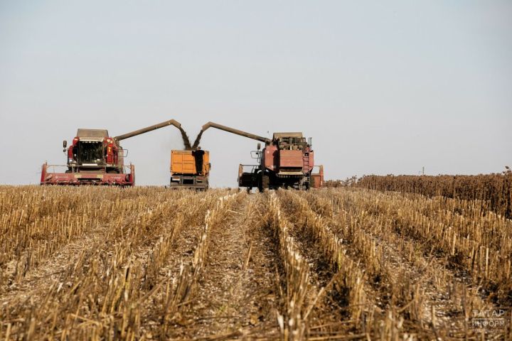 В Татарстане собрано более 3,6 тонн зерна