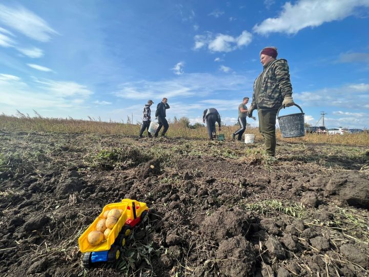 Молодые активисты Спасского района собрали урожай картофеля