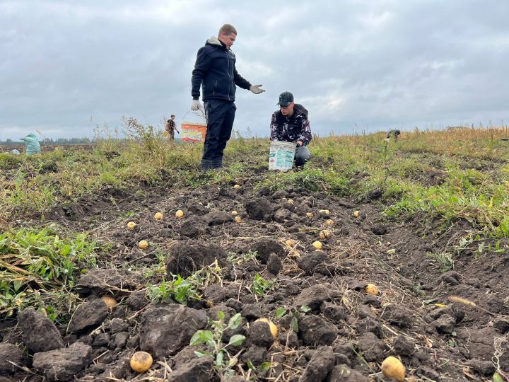 Молодые активисты Спасского района собрали урожай картофеля