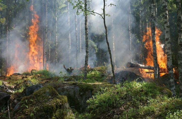 В Татарстане утверждён сводный план тушения лесных пожаров