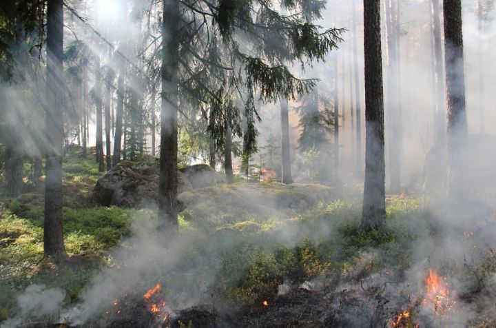 В Республике Татарстан открыт пожароопасный сезон в лесах