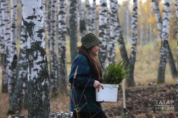 В Татарстане успешно завершены работы по сохранению лесов