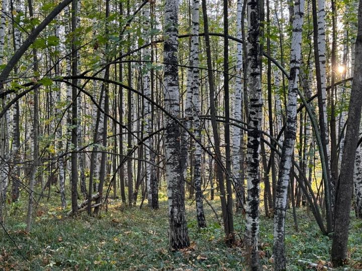 В Татарстане введён второй и третий класс пожарной опасности в лесах