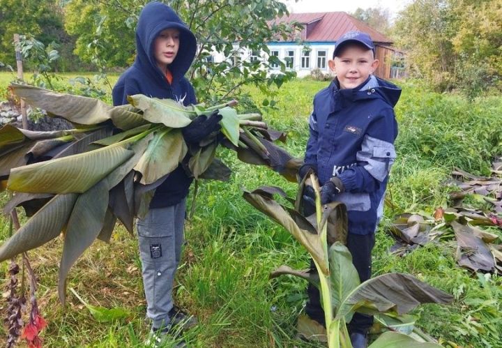 В школе села Кузнечиха вырастили богатый урожай корнеплодов