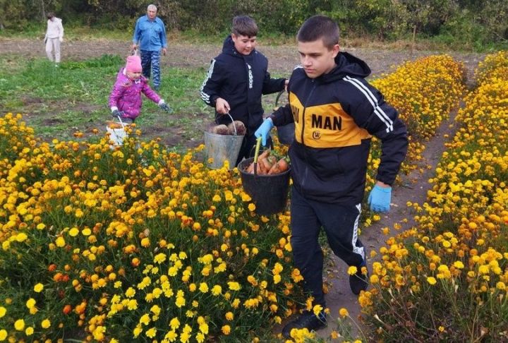 В школе села Кузнечиха вырастили богатый урожай корнеплодов