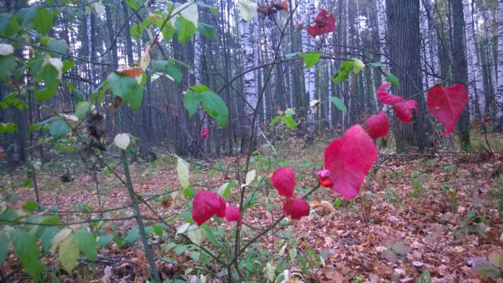 Народные приметы: Луп Брусничник