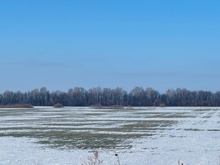 Сельское хозяйство: Что будет с урожаем хлеба в Татарстане в 2025 году