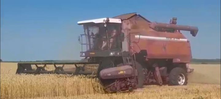 В Татарстане стартовала уборка озимых культур