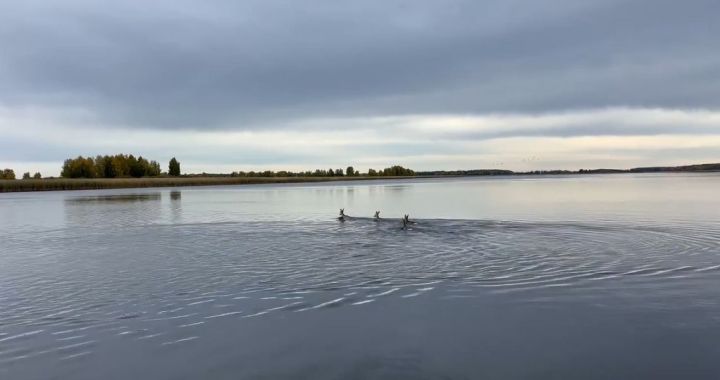 На Волге в Спасском районе сняли видео с переплывающими Волгу косулями