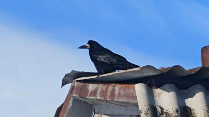 В Спасском районе заметили первых вестников весны — грачей-разведчиков