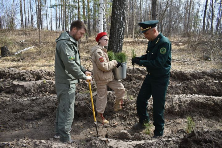 Татарстанда «Хәтер бакчасы» акциясе кысаларында миллионнан артык агач утыртачаклар