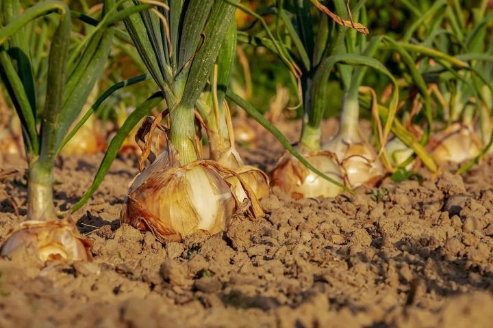 Как вырастить лук размером с яблоко и сохранить его до весны: июньские хитрости