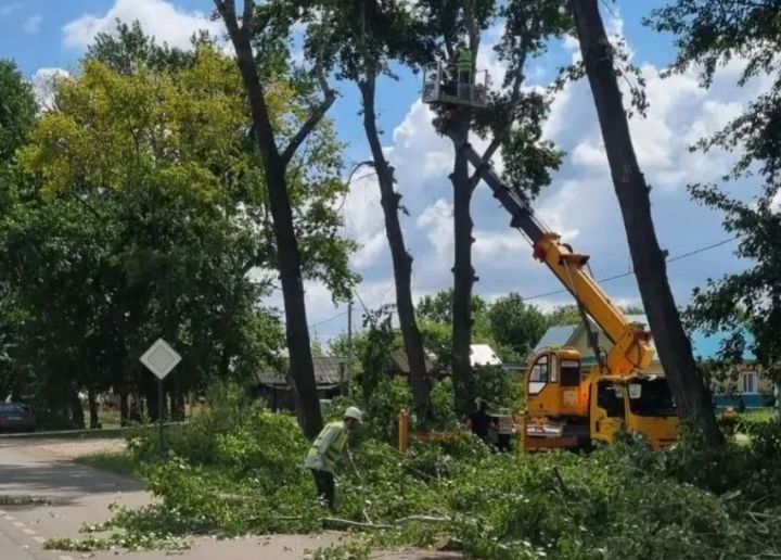 На улице Лихачёва в Болгаре началась вырубка старых тополей