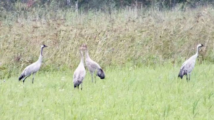 В Спасском районе заметили краснокнижных журавлей и белых цапель